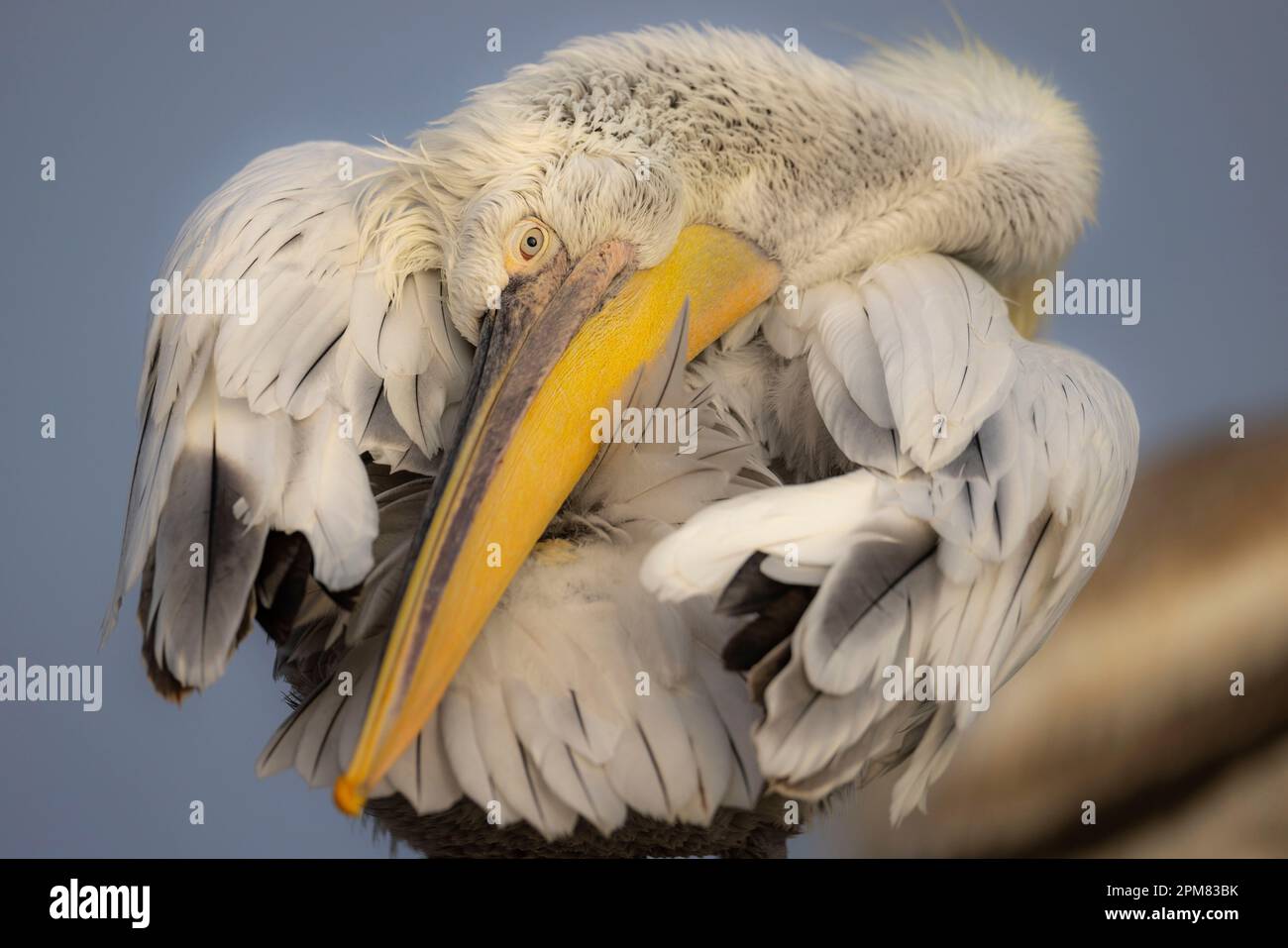 Griechenland, Mazedonien, Kerkini-See, dalmatinischer Pelikan (Pelecanus crispus) Stockfoto