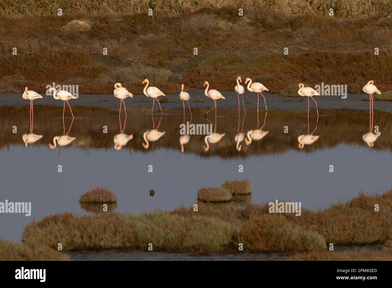 Griechenland, Mazedonien, Thessaloniki, Nationalpark Axios Delta, Nationalpark von Griechenland, gegründet 2008, eines der größten geschützten Feuchtgebiete in Europa. Es ist die Heimat vieler Vogelarten, Flamingo (Phoenicopterus roseus) Stockfoto