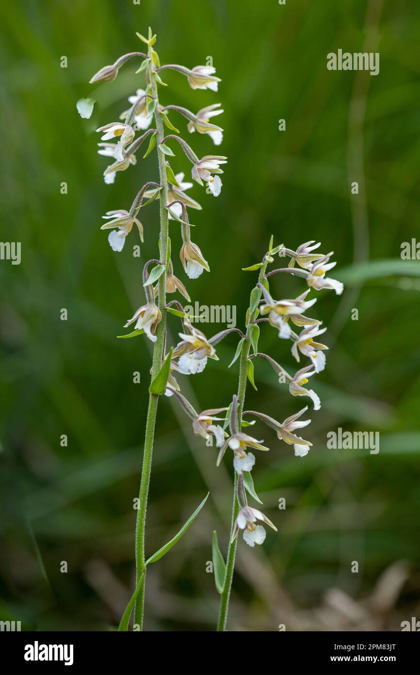 Frankreich, Isere, Marsh Epipactis (Epipactis palustris), IUCN-Status in Frankreich in der Nähe des bedrohten LC Stockfoto