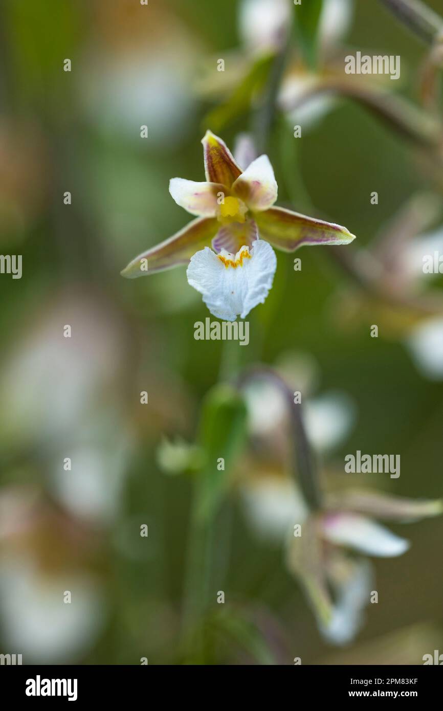 Frankreich, Isere, Marsh Epipactis (Epipactis palustris), IUCN-Status in Frankreich in der Nähe des bedrohten LC Stockfoto