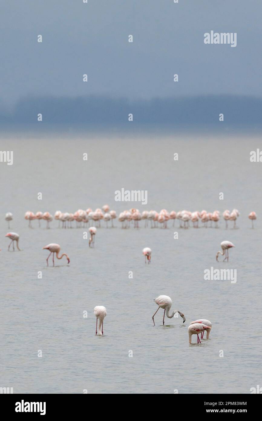 Griechenland, Mazedonien, Kerkini-See, großer Flamingo (Phoenicopterus roseus) Stockfoto