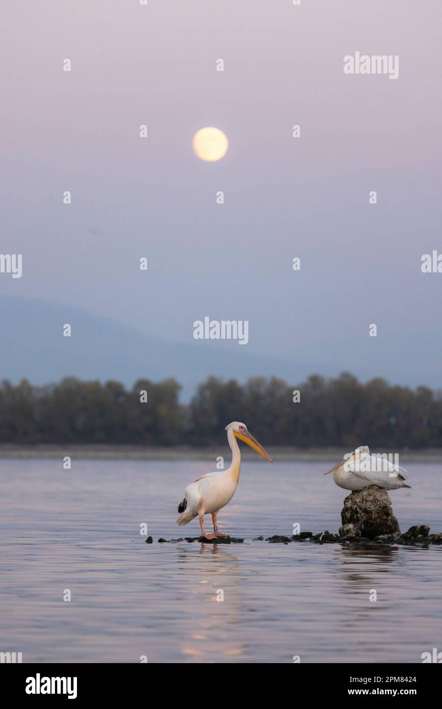 Griechenland, Mazedonien, Kerkini-See, dalmatinischer Pelikan (Pelecanus crispus) und weißer Pelikan (Pelecanus onocrotalus) Stockfoto