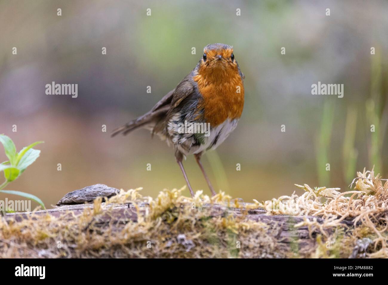 Frankreich, Aude, Robin (Erithacus rubecula), baden in einem Teich Stockfoto