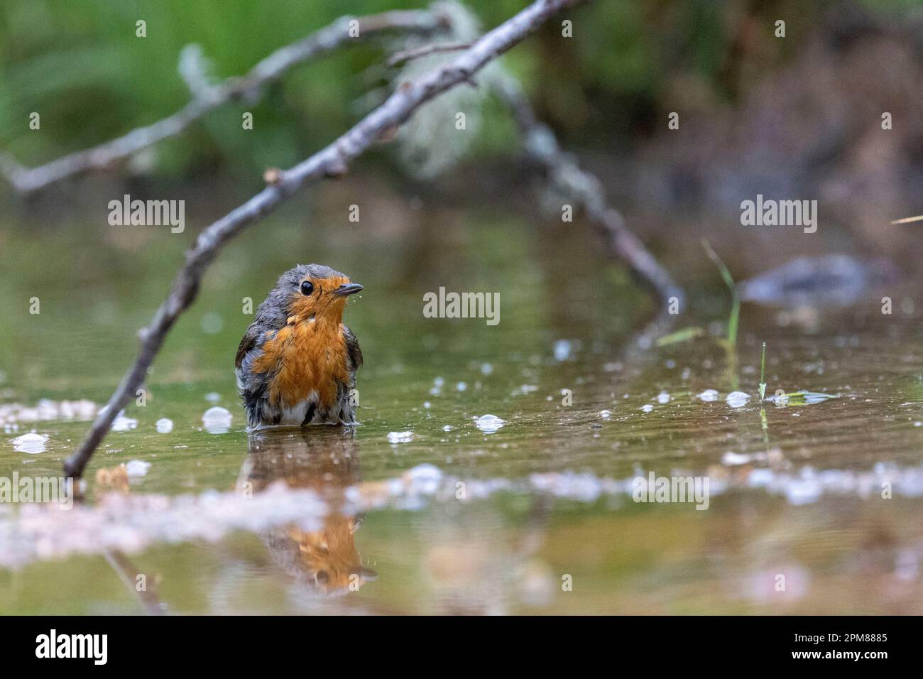 Frankreich, Aude, Robin (Erithacus rubecula), baden in einem Teich Stockfoto