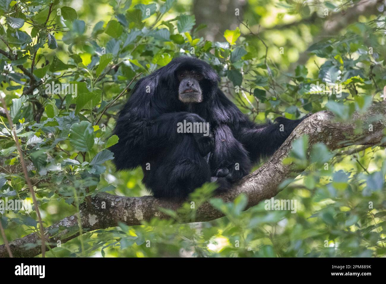 Frankreich, Morbihan, Parc animalier et botanique & Parcabout de Branféré, Gibbon siamang (Symphalangus syndactylus), in einem Baum Stockfoto