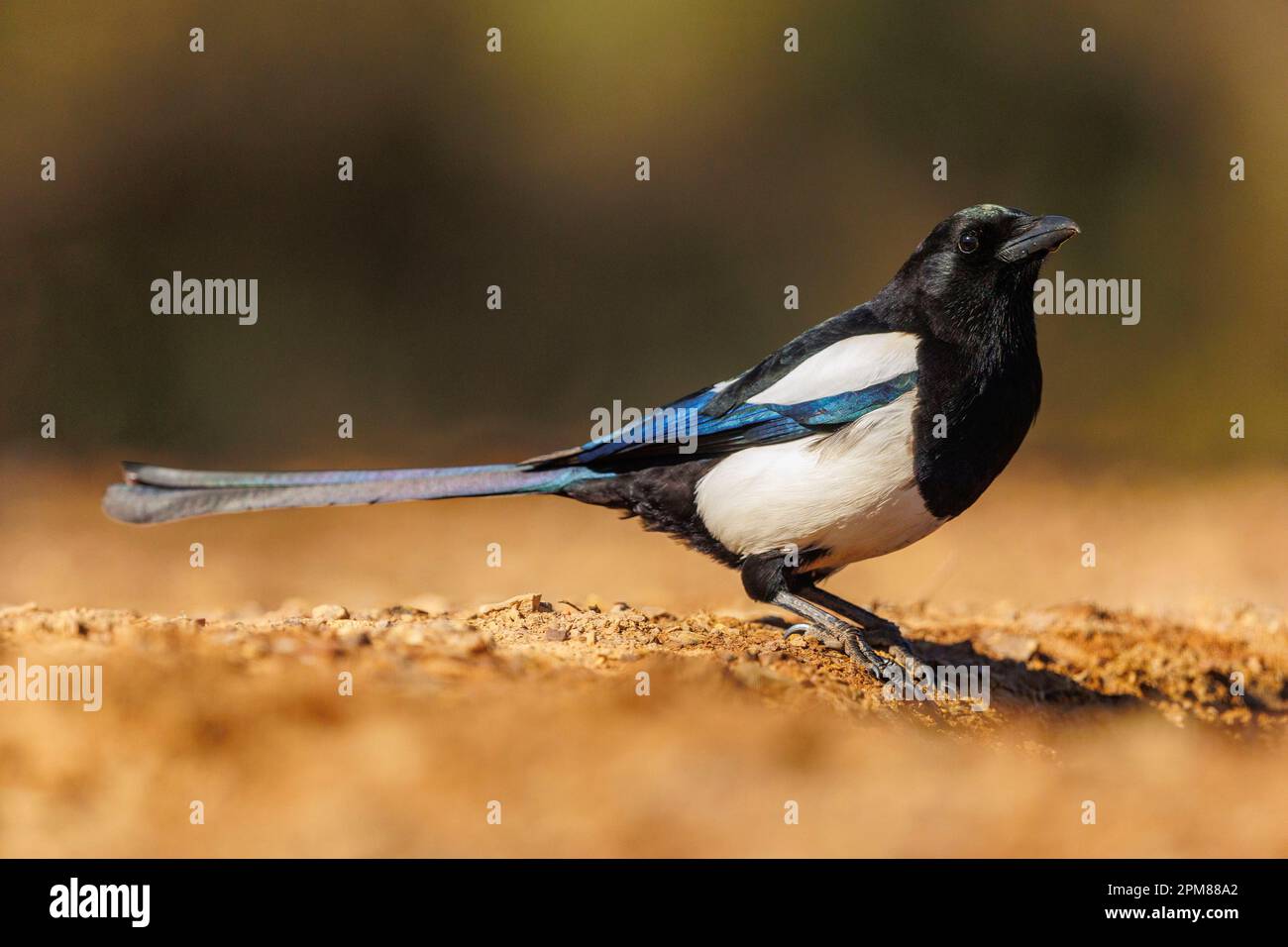 Spanien, Castilla, Penalajo, Europäische Magpie (Pica pica) am Boden Stockfoto