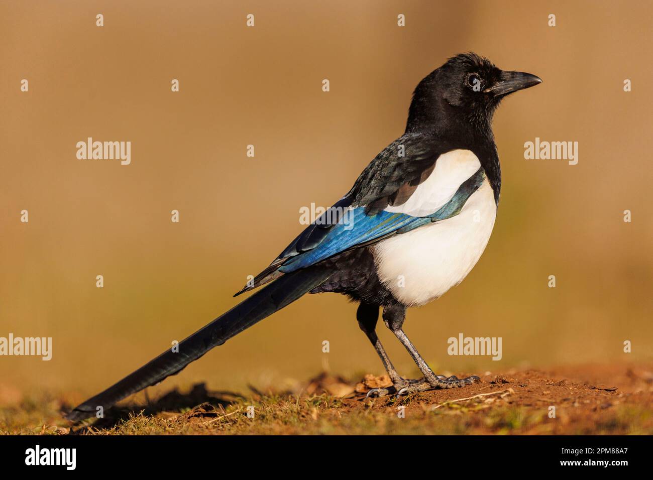 Spanien, Castilla, Penalajo, Europäische Magpie (Pica pica) am Boden Stockfoto