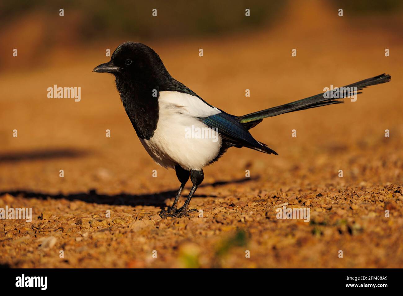 Spanien, Castilla, Penalajo, Europäische Magpie (Pica pica) am Boden Stockfoto