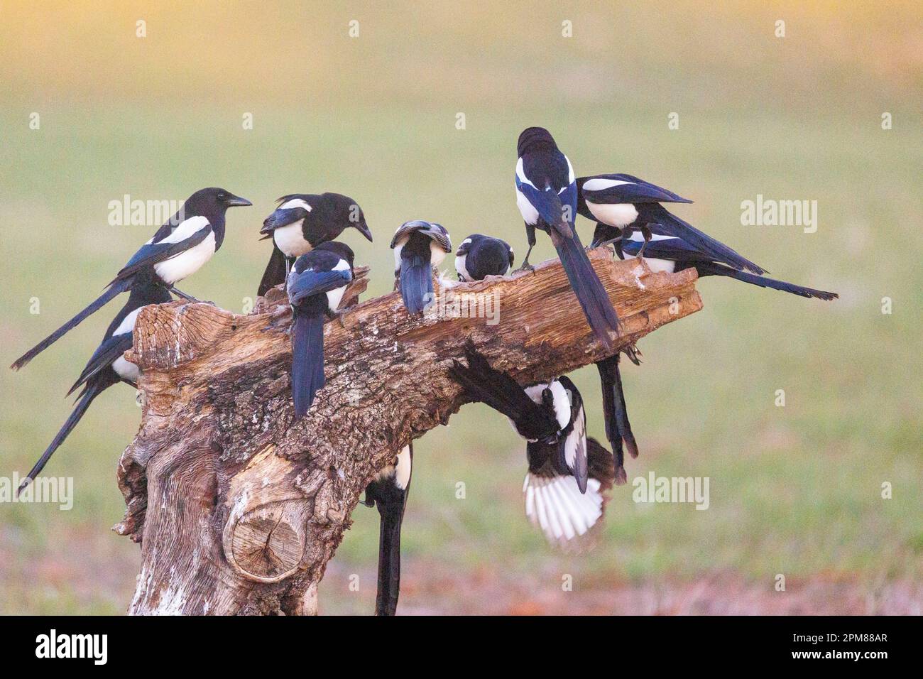 Spanien, Castilla, Penalajo, Europäische Magpie (Pica pica) am Boden Stockfoto
