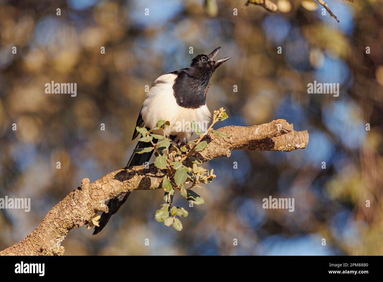 Spanien, Castilla, Penalajo, Europäische Magpie (Pica pica), hoch oben auf einem Ast Stockfoto