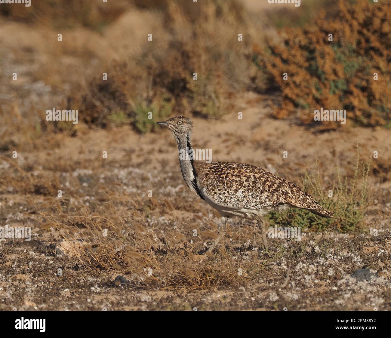 Houbara-Trappen haben eine hervorragende Tarnung, wie in diesen Bildern gezeigt. Stockfoto