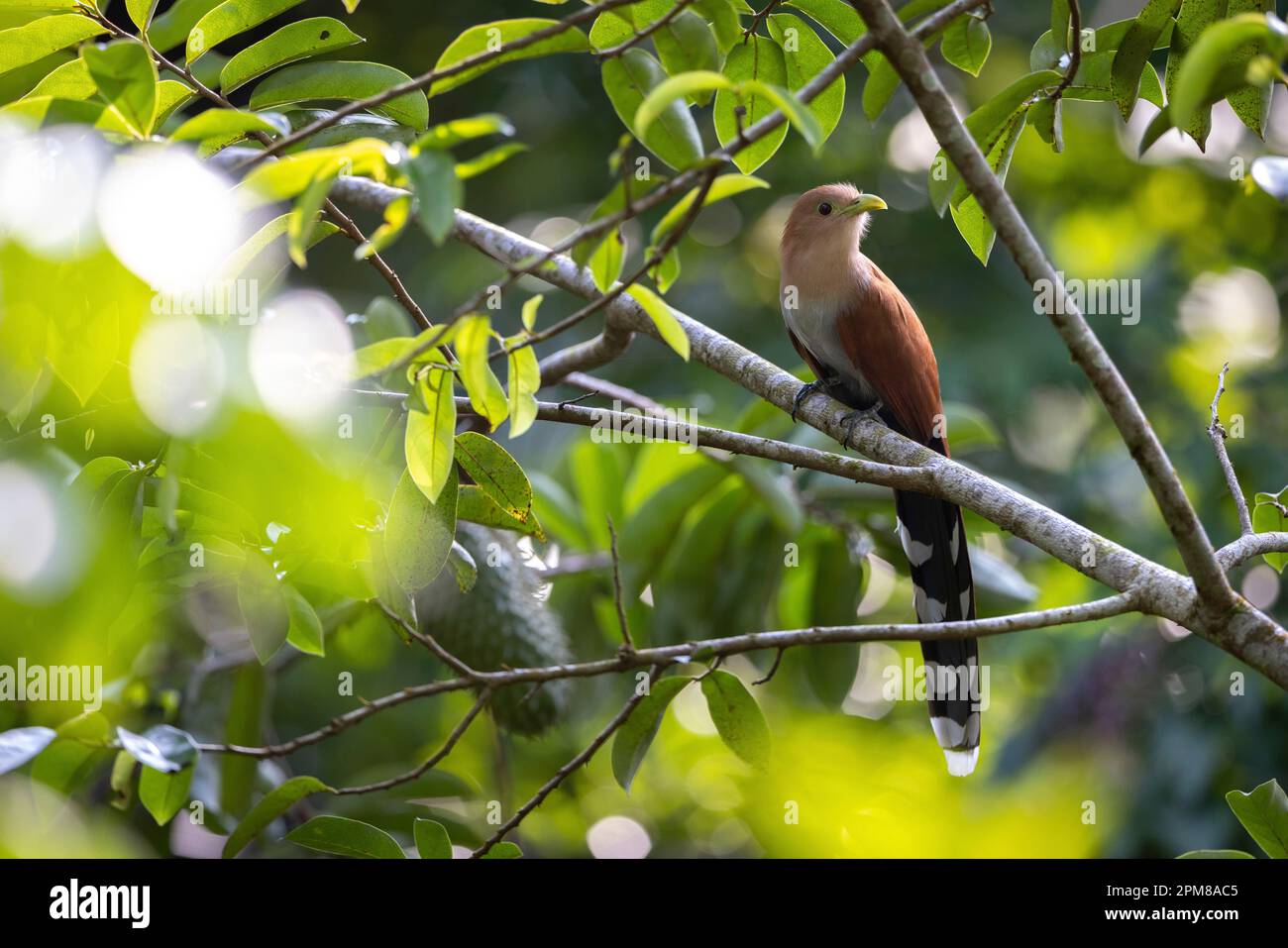 Costa Rica, Provinz Limon, Tortuguero-Nationalpark, Piaye-Eichhörnchen (Piaya cayana) Stockfoto