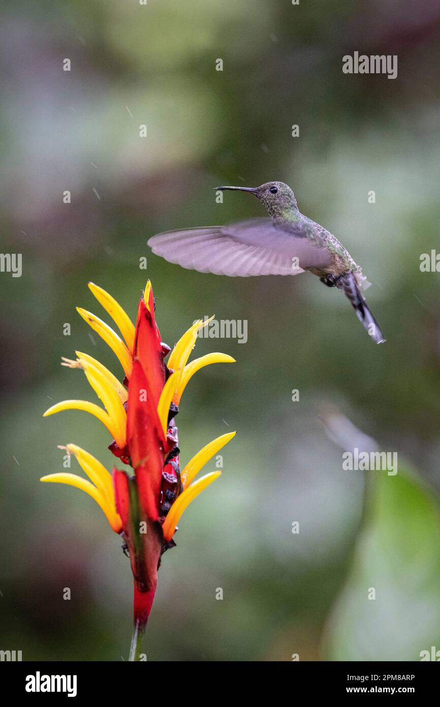 Costa Rica, Provinz Alajuela, Hummingbird, Rufschwanzlippe (Amazilia tzacatl) Stockfoto
