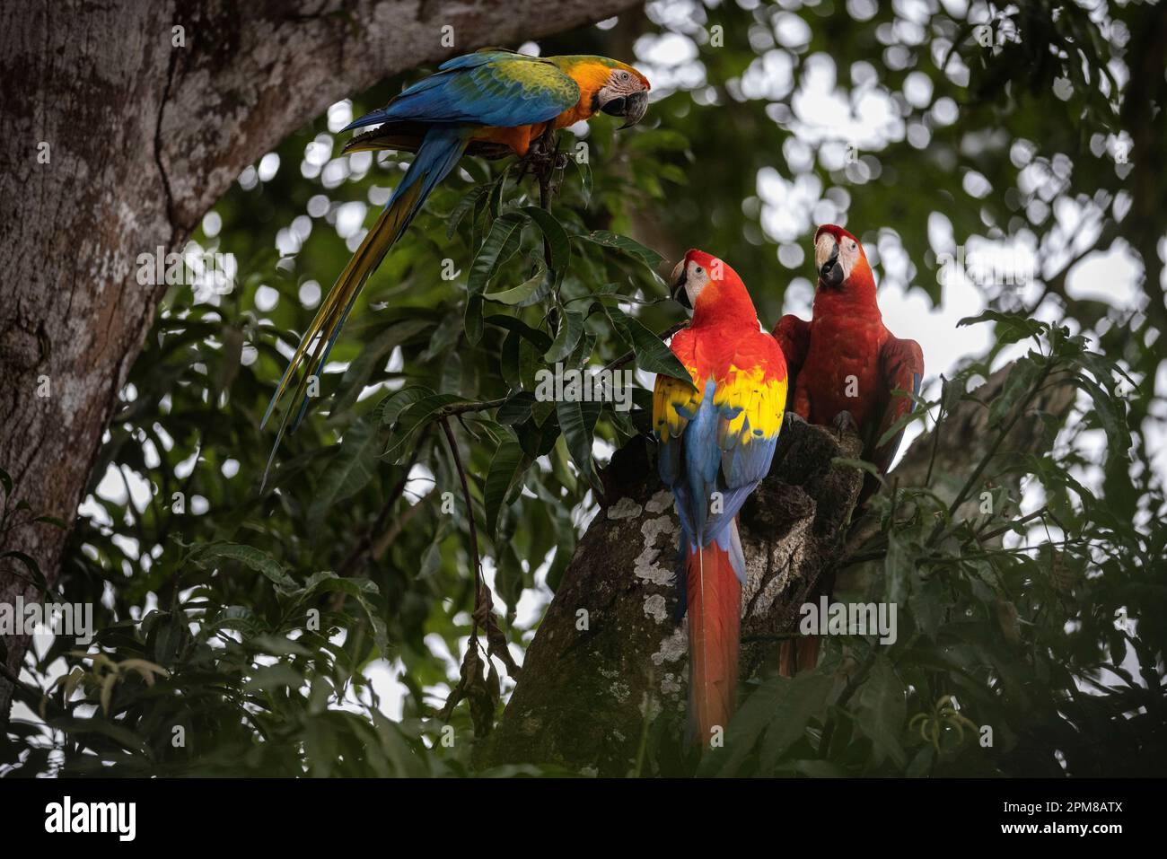 Costa Rica, Provinz Guanacaste, Papagei, Scharlachara (Ara-macao) Stockfoto