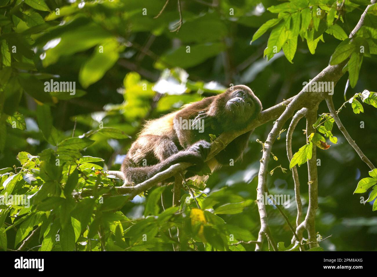 Costa Rica, Provinz Puntarenas, Nationalpark Manuel Antonio, Schwarzer Howler-Affe (Alouatta caraya) Stockfoto