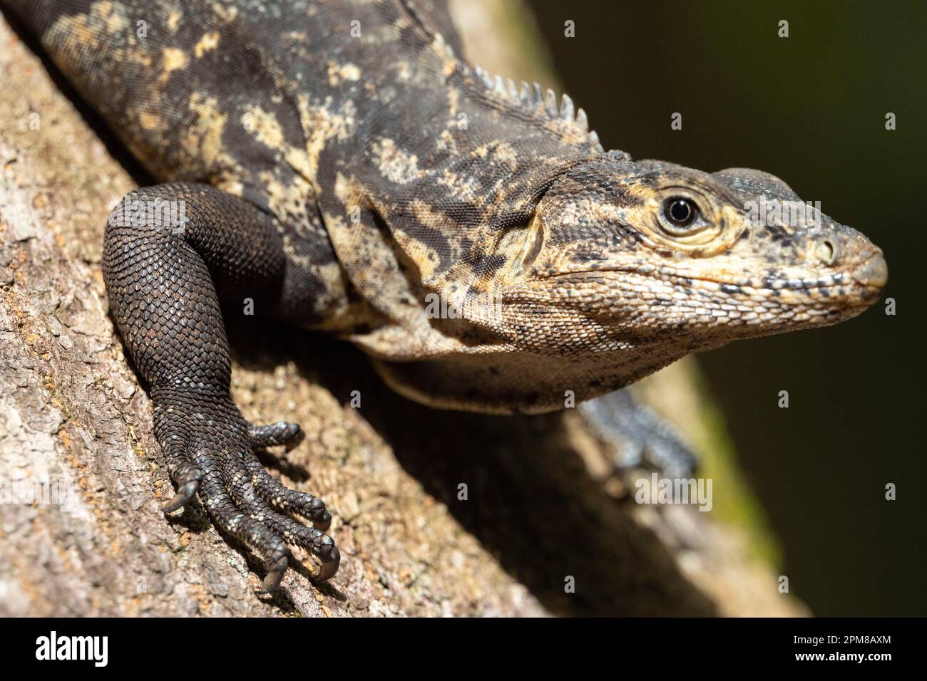 Costa Rica, Provinz Puntarenas, Nationalpark Manuel Antonio, Schwarzer Leguan (Ctenosaura similis) Stockfoto