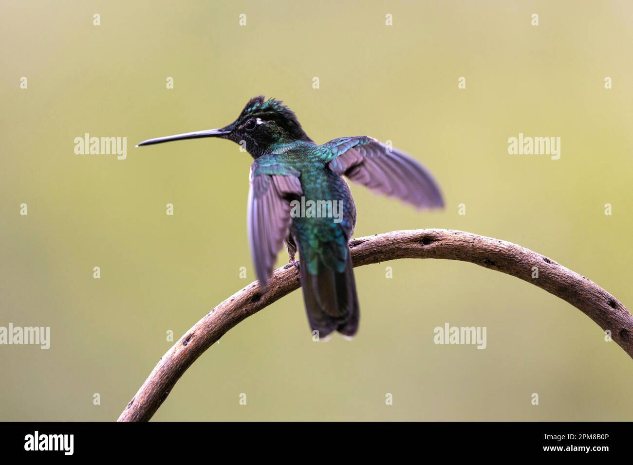 Costa Rica, José; San Gerardo de Dota; Rivolis Hummingbird (Eugenes fulgens) Stockfoto