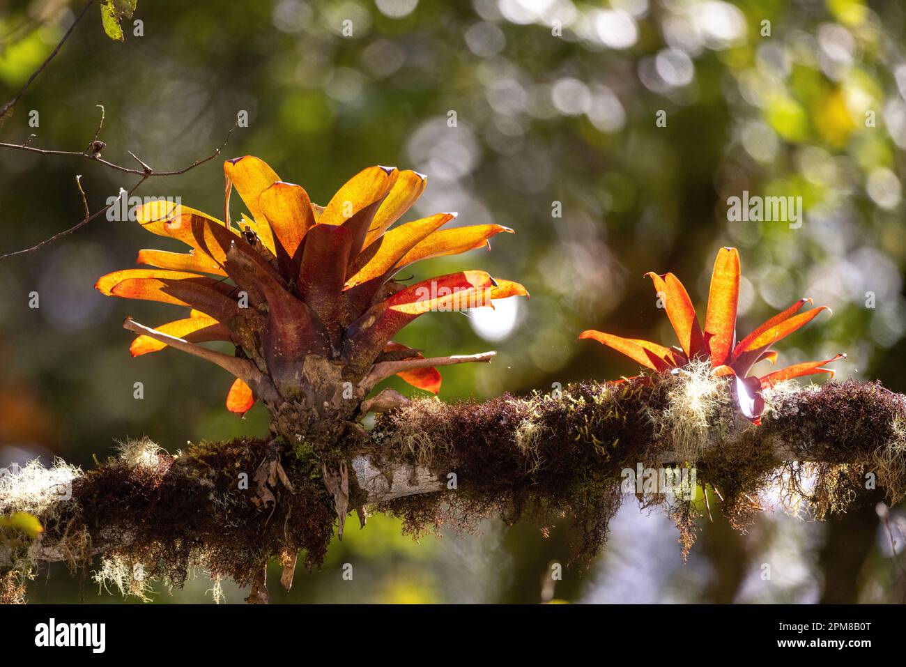 Costa Rica, Provinz San Jose, San Gerardo de Dota, das Tal, rote Epiphysenpflanze Stockfoto