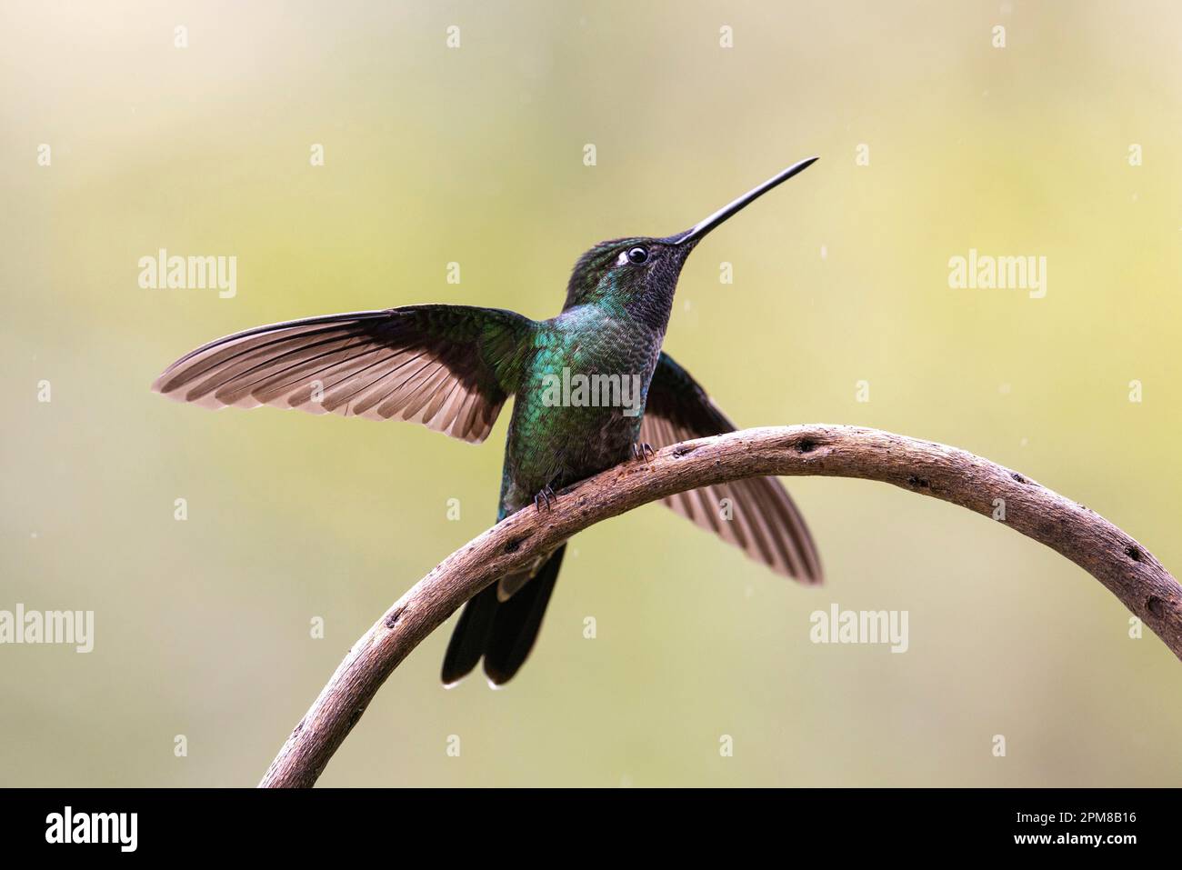 Costa Rica, José, San Gerardo de Dota, Hummingbird Stockfoto