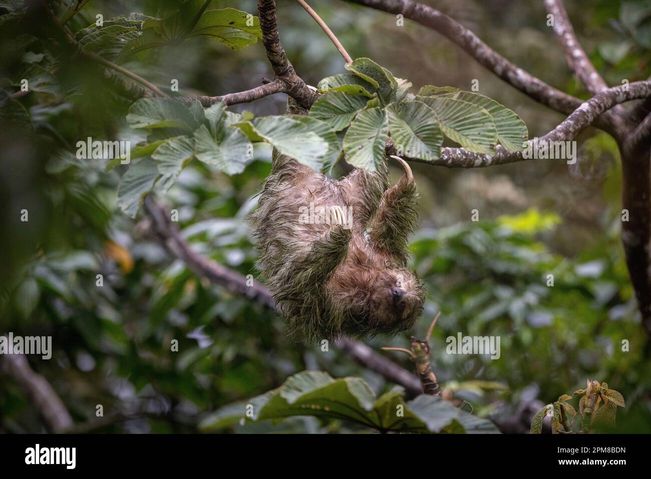 Costa Rica, Provinz Alajuela, paresseux à Schlucht Brune (Bradypus variegatus), 3 doigts Stockfoto