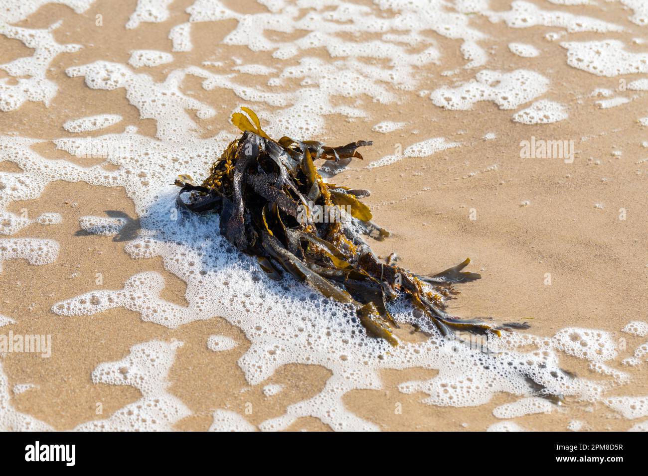 Eine Nahaufnahme von einem Kelp, der an Land gespült wurde. Stockfoto