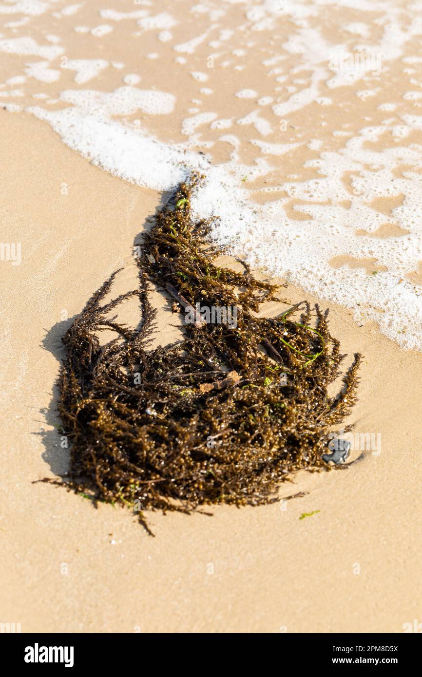 Vertikales Bild von einem Kelp, der an einen Sandstrand gespült wurde. Stockfoto