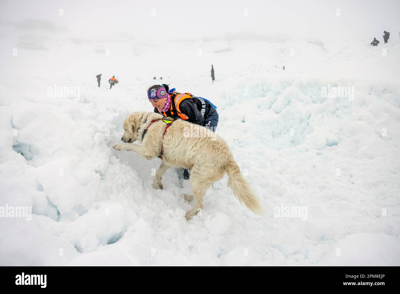 Frankreich, Haute Savoie, Flaine, Training von Lawinenhunden, ein falsches Opfer wird in einem Iglu begraben, dessen Öffnung mit Schnee blockiert ist, die Hunde müssen die begrabene Person finden, sobald der Hund etwas gespürt hat, markiert er den Ort durch Schneekratzen und Bellen Stockfoto
