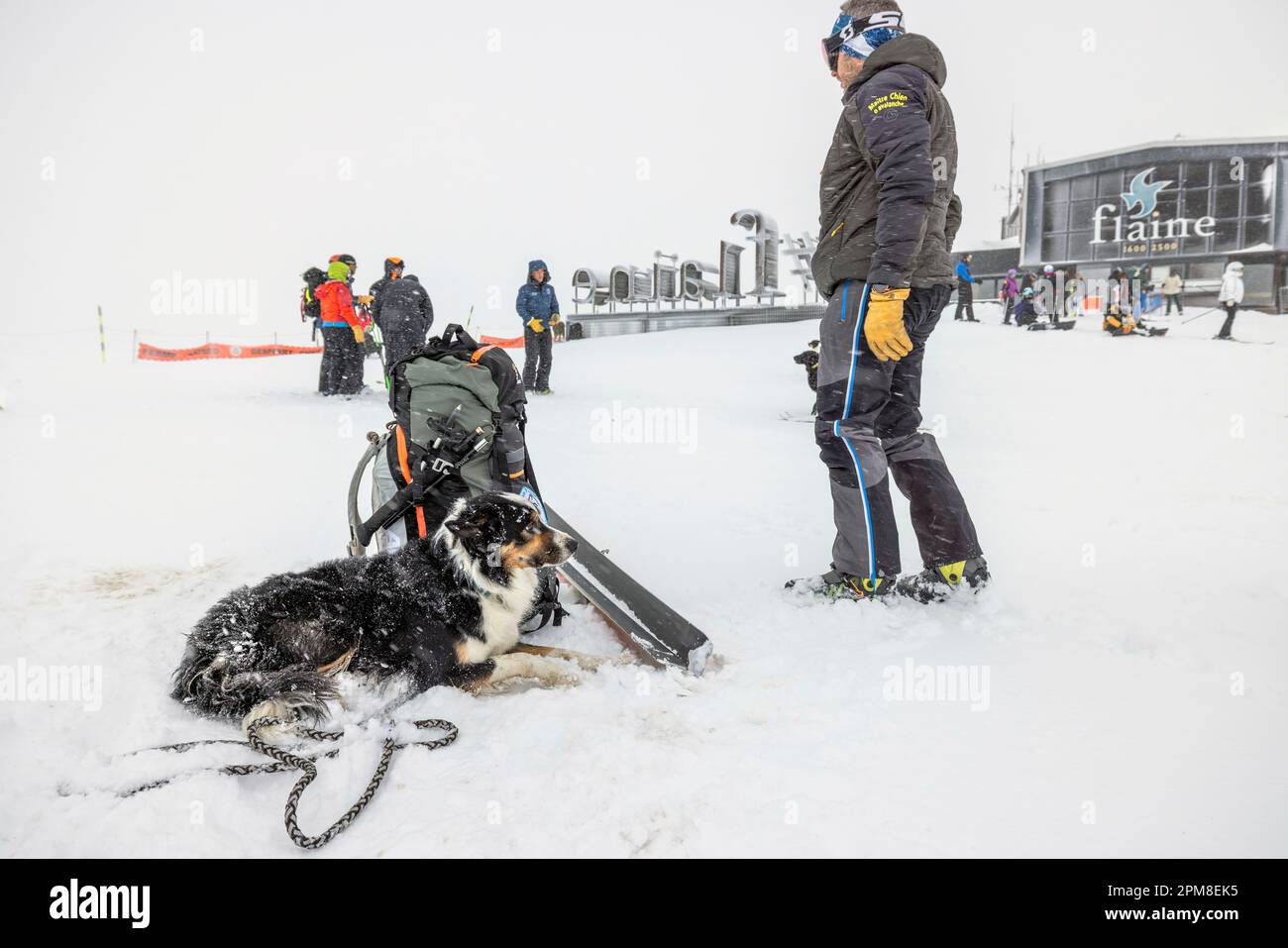 Frankreich, Haute Savoie, Flaine, Ankunft der Lawinenhunde auf dem Trainingsgelände Stockfoto