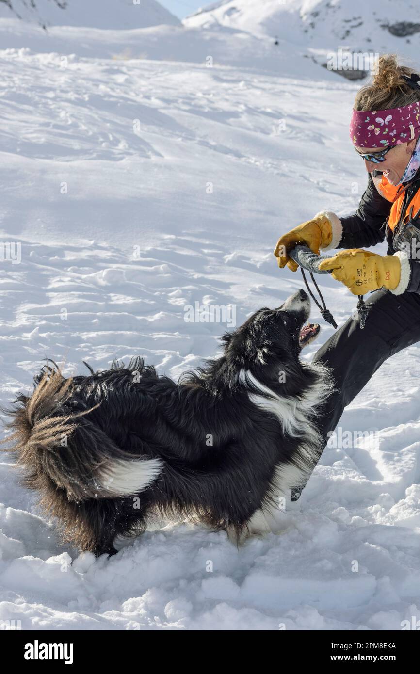 Frankreich, Haute Savoie, Flaine, Training von Lawinenhunden, der Motivationspudding wird verwendet, um den Hund während des Trainings zu motivieren und zu belohnen Stockfoto