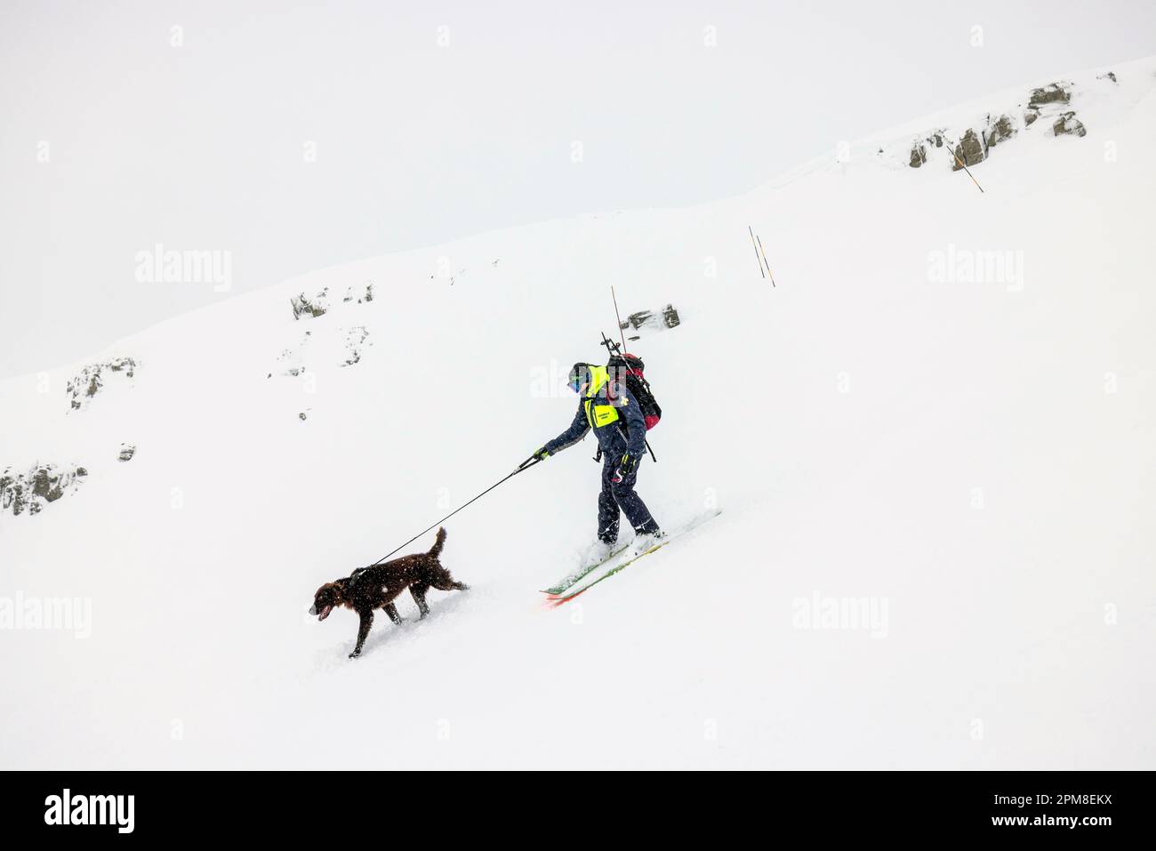 Frankreich, Haute Savoie, Flaine, Ankunft der Lawinenhunde auf dem Trainingsgelände Stockfoto