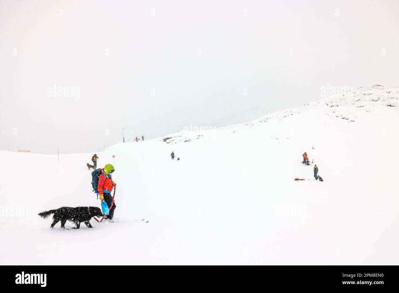 Frankreich, Haute Savoie, Flaine, Ankunft der Lawinenhunde auf dem Trainingsgelände Stockfoto