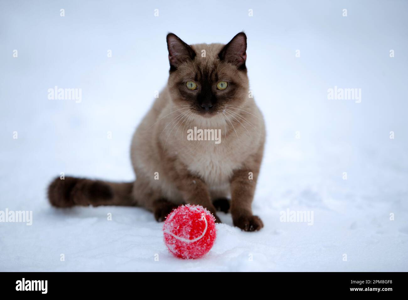Siamesische Katzenschokolade, auf Schnee mit dem Ball sitzen, in die Kamera schauen. Stockfoto