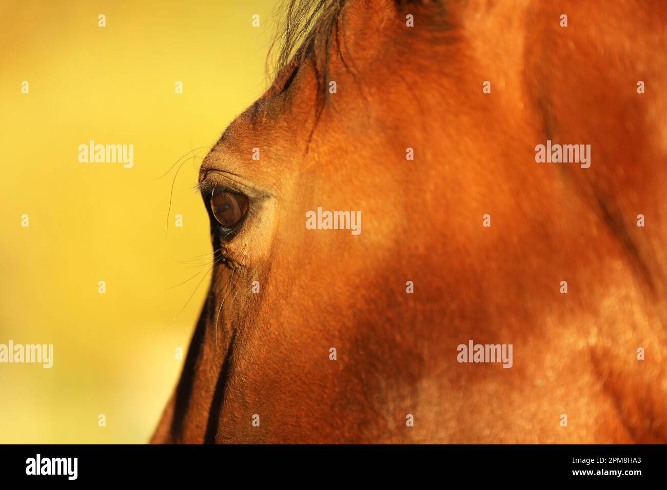 Ein andalusisches Pferd auf einem Feld im Sommer Stockfoto