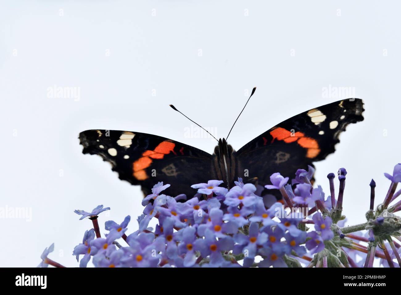 Roter Admiralsschmetterling (Vanessa atalanta), der im Frühherbst an den Blüten des Buddleia-Busches (Buddleja davidii) in Berwickshire, schottische Grenzen nährt Stockfoto