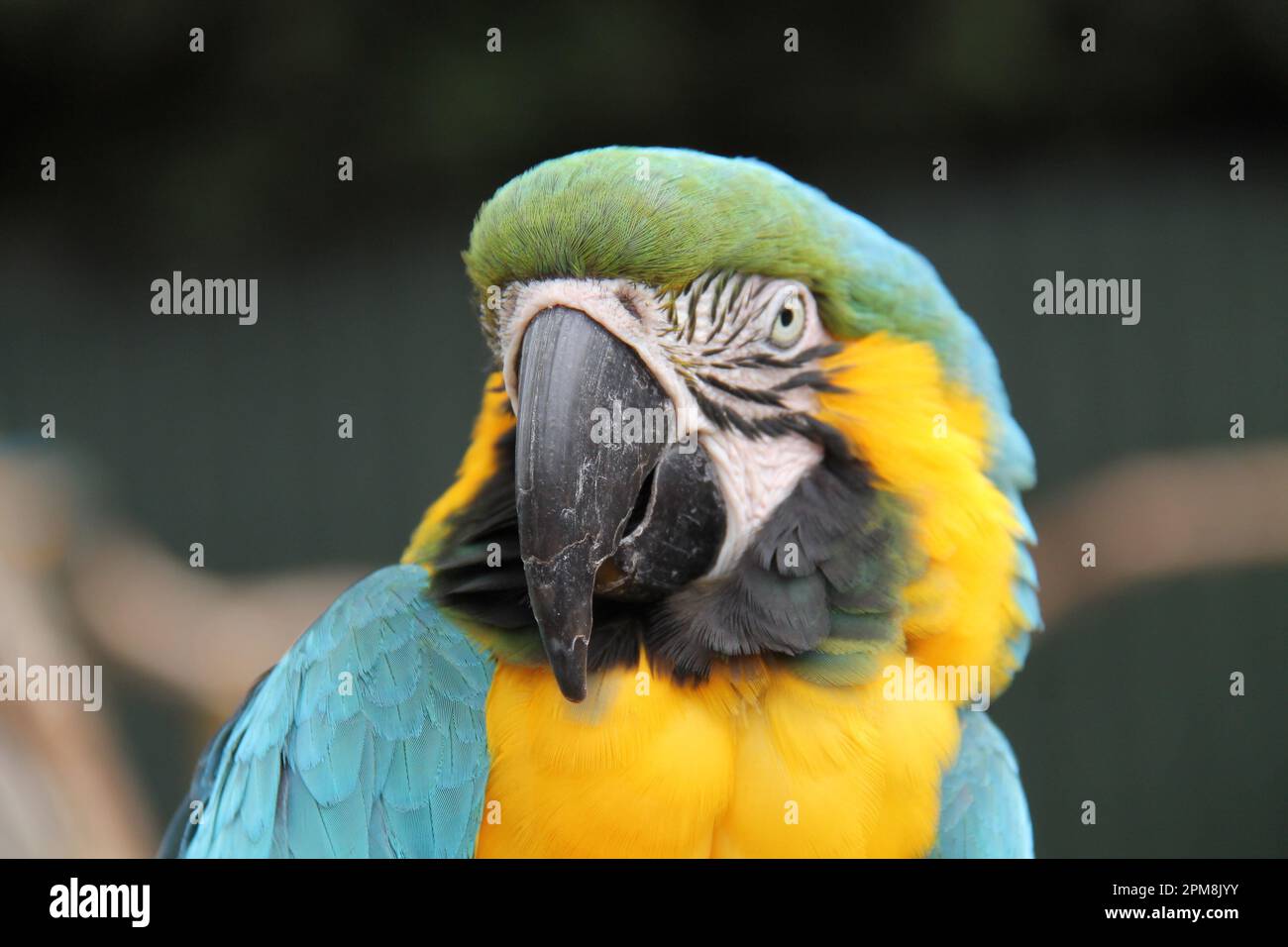 Der Kopf eines Blauen und Gelben Macaw Papageienvogel. Stockfoto