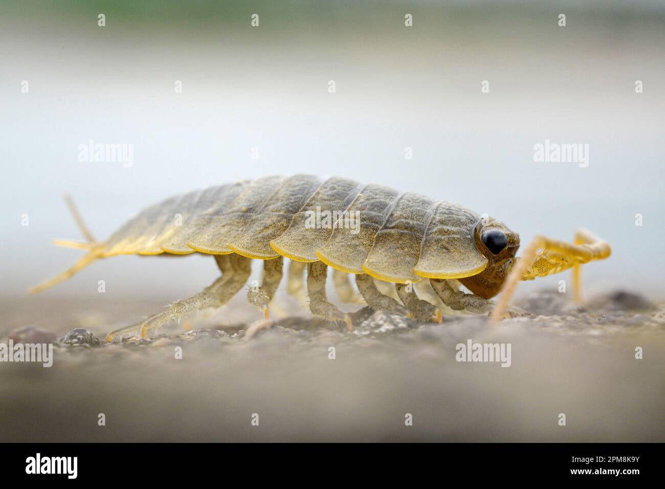 Sea Slater (Ligia oceanica) Nahaufnahme von Individuum Found on Stone Breakwater, Berwick-upon-Tweed, North Northumberland, England, Juli 2020 Stockfoto