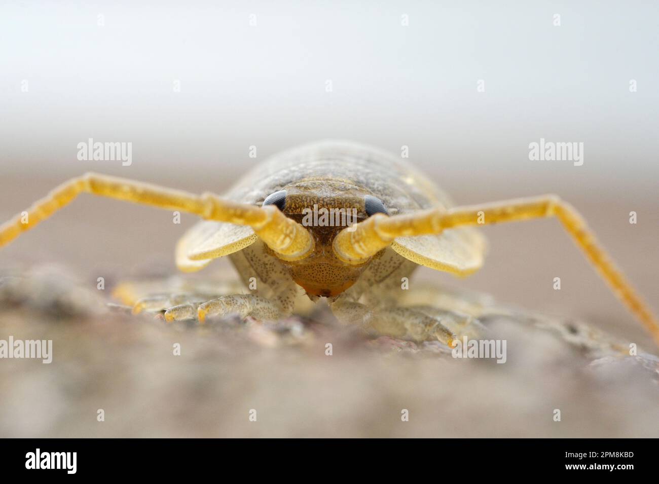 Sea Slater (Ligia oceanica) Nahaufnahme von Individuum Found on Stone Breakwater, Berwick-upon-Tweed, North Northumberland, England, Juli 2020 Stockfoto