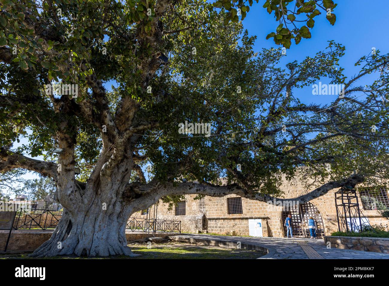 Ein etwa 600 Jahre alter Sykomorenfeigenbaum (Ficus sycomorus) breitet seine massiven, knorrigen Äste über den Hof des Klosters von Ayia Napa in Zypern aus. Als Naturdenkmal geschützt, wölbt der Baum seinen Stamm über das Torbogen, das zur Klosterkirche führt; zwei Besucher stehen darunter. Stockfoto