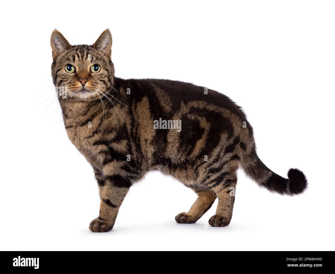 Ausgezeichneter reinrassiger, erfahrener europäischer Shorthair-Kater, steht seitlich. Ich schaue in die Kamera. Isoliert auf weißem Hintergrund. Stockfoto