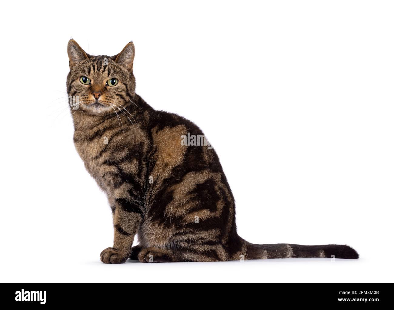 Exzellente reinrassige, europäische Shorthair-Katze, die seitlich sitzt. Ich schaue in die Kamera. Isoliert auf weißem Hintergrund. Stockfoto