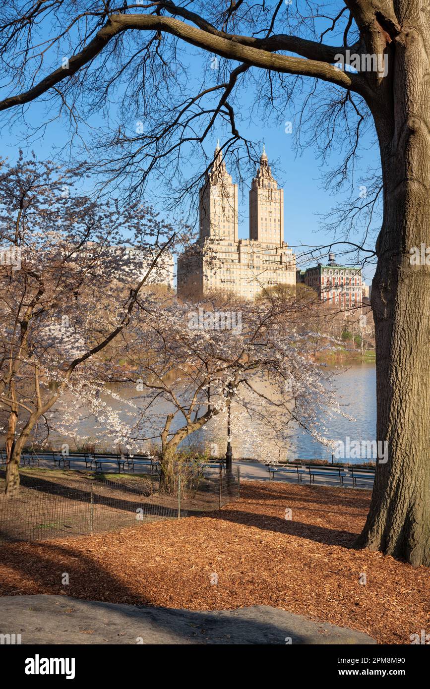 Frühling im Central Park. Die blühenden Yoshino-Kirschbäume am See auf der Upper West Side von Manhattan. In New York City Stockfoto