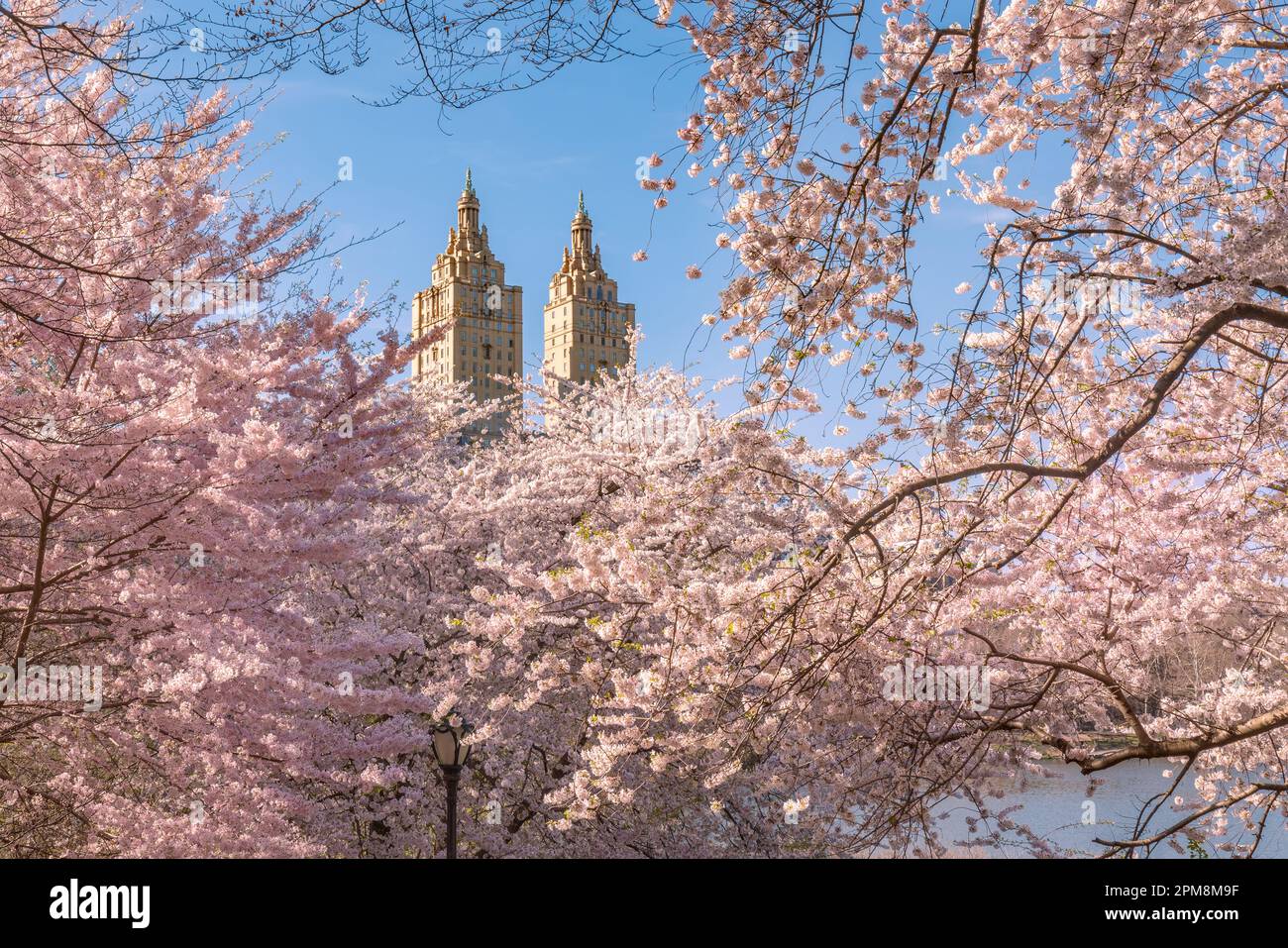 Frühling im Central Park New York City. Blühende Yoshino-Kirschbäume am See auf der Upper West Side von Manhattan. USA Stockfoto