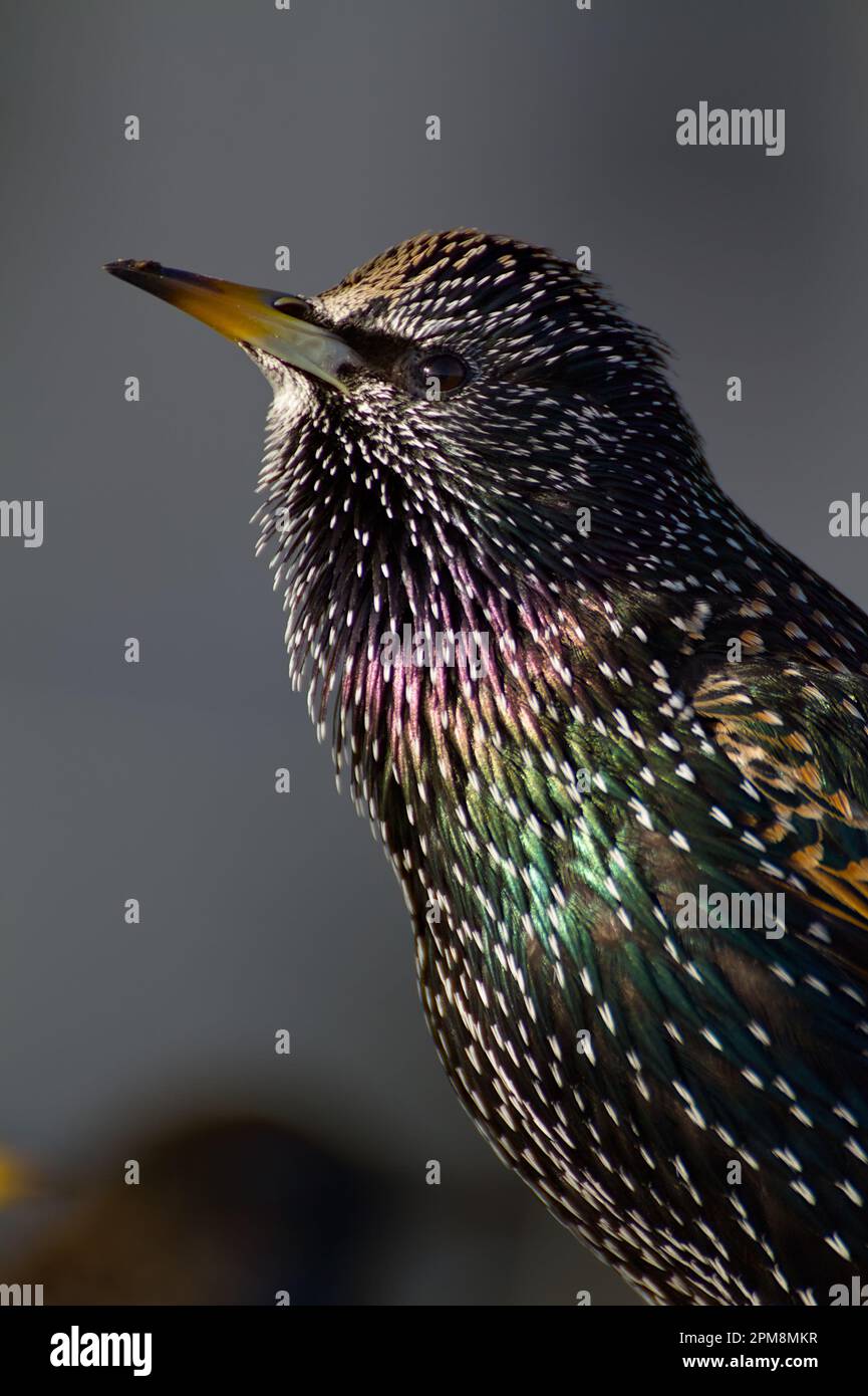 Nahaufnahme des Head of A Common Starling, Sturnis vulgaris Showing the Purple and Green Iridescent Feathers, Mudeford Quay, Christchurch UK Stockfoto