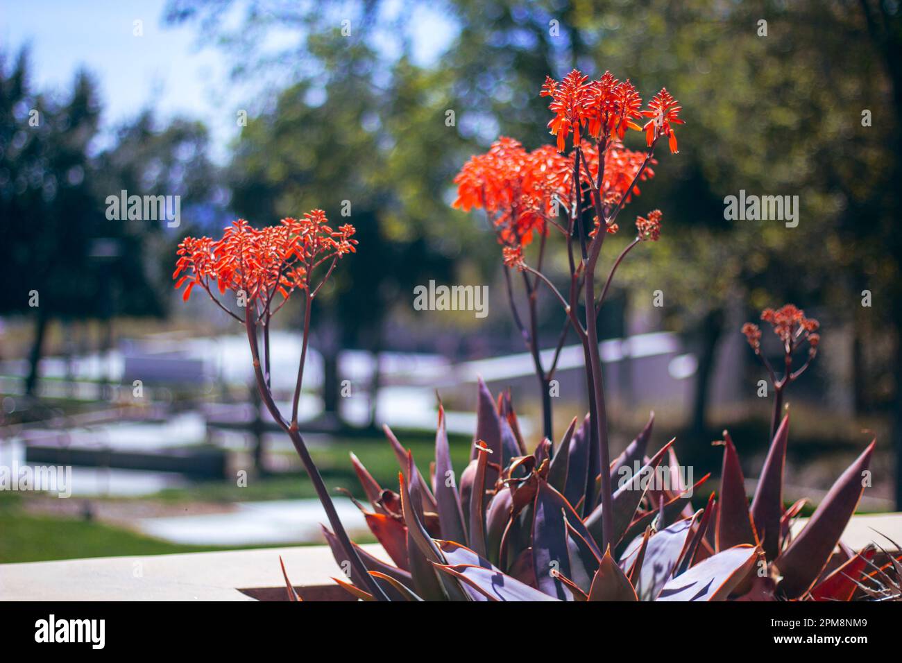 Erkunden Sie die pulsierende Schönheit von Coral Aloe (Aloe striata) in voller Blüte am Crafton Hills College. Bewundern Sie die Ansammlungen von Korallenblumen auf diesem Su Stockfoto