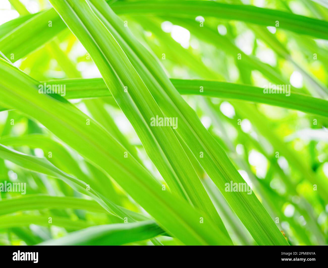 Frisches grünes Gras, abstrakter Naturhintergrund, Blick vom Gras Stockfoto