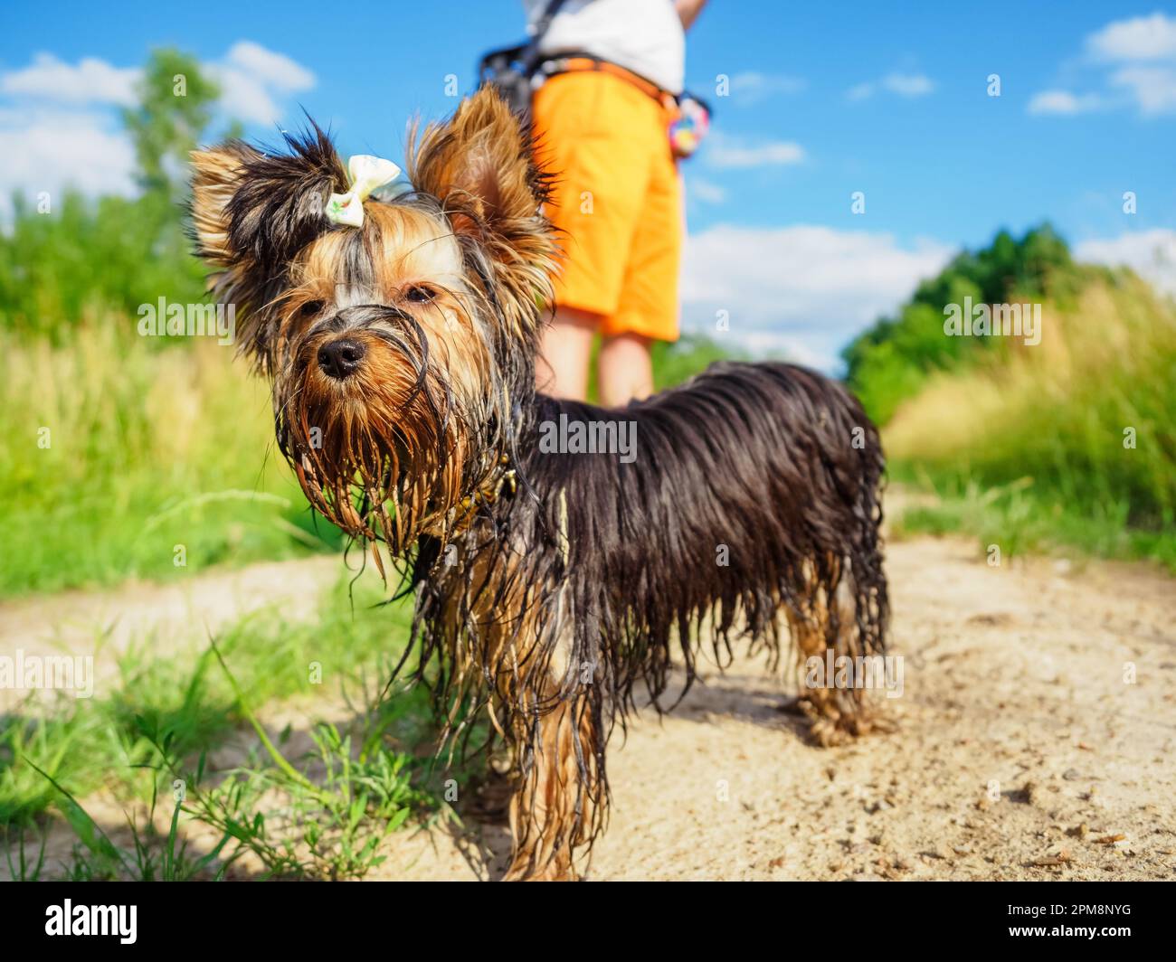 Schmutziger yorkshire Terrier auf einer Dorfstraße an einem sonnigen Tag, auf dem Land lebend Stockfoto