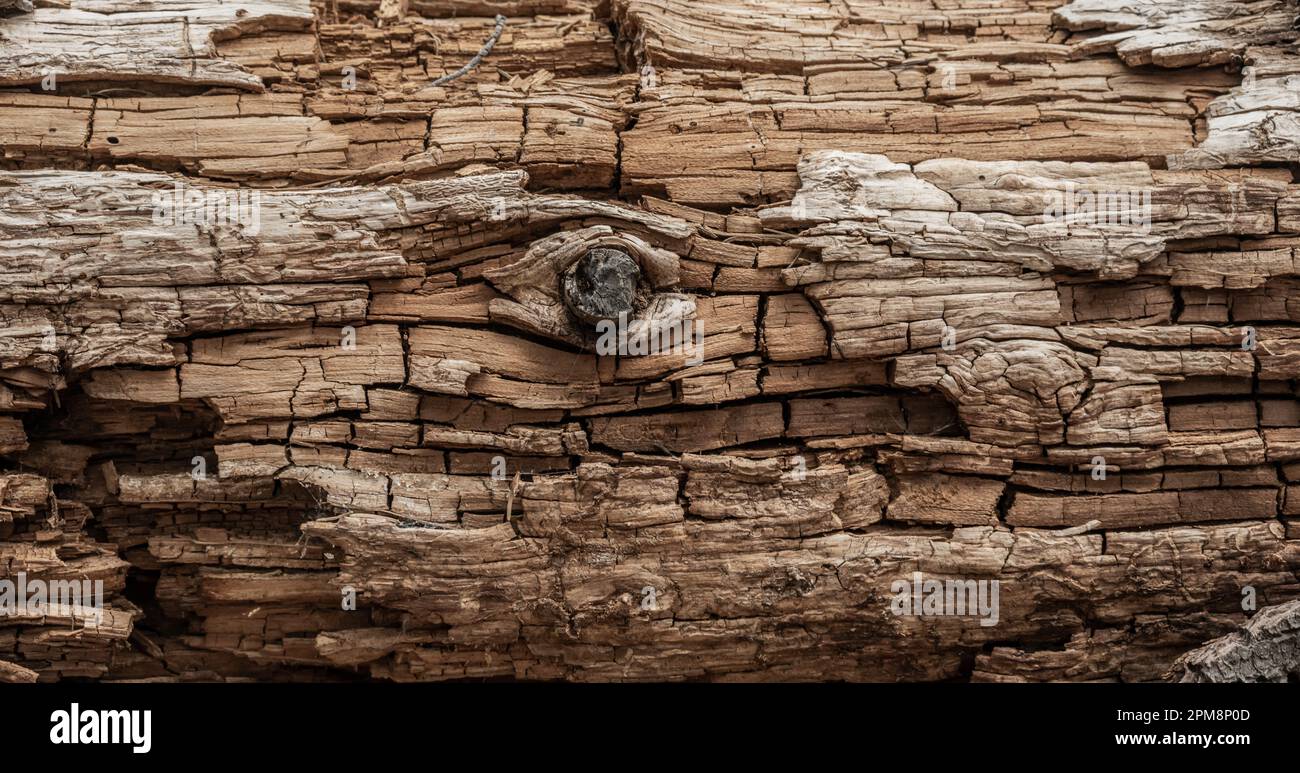 Der große Knoten im zersetzenden Log sieht aus wie das Auge Eines Wals Stockfoto