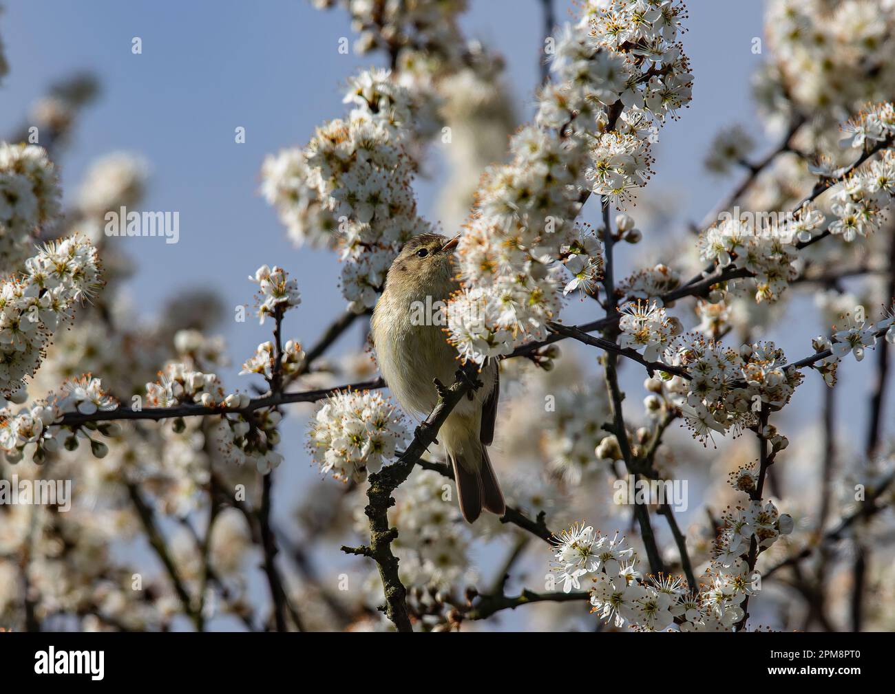 Ein Frühlings-Chiffchaff (Phylloscopus collybita), hoch oben in einer ganzen Ladung von Schwarzdornblüten (Prunus spinosa). Suffolk, Vereinigtes Königreich Stockfoto