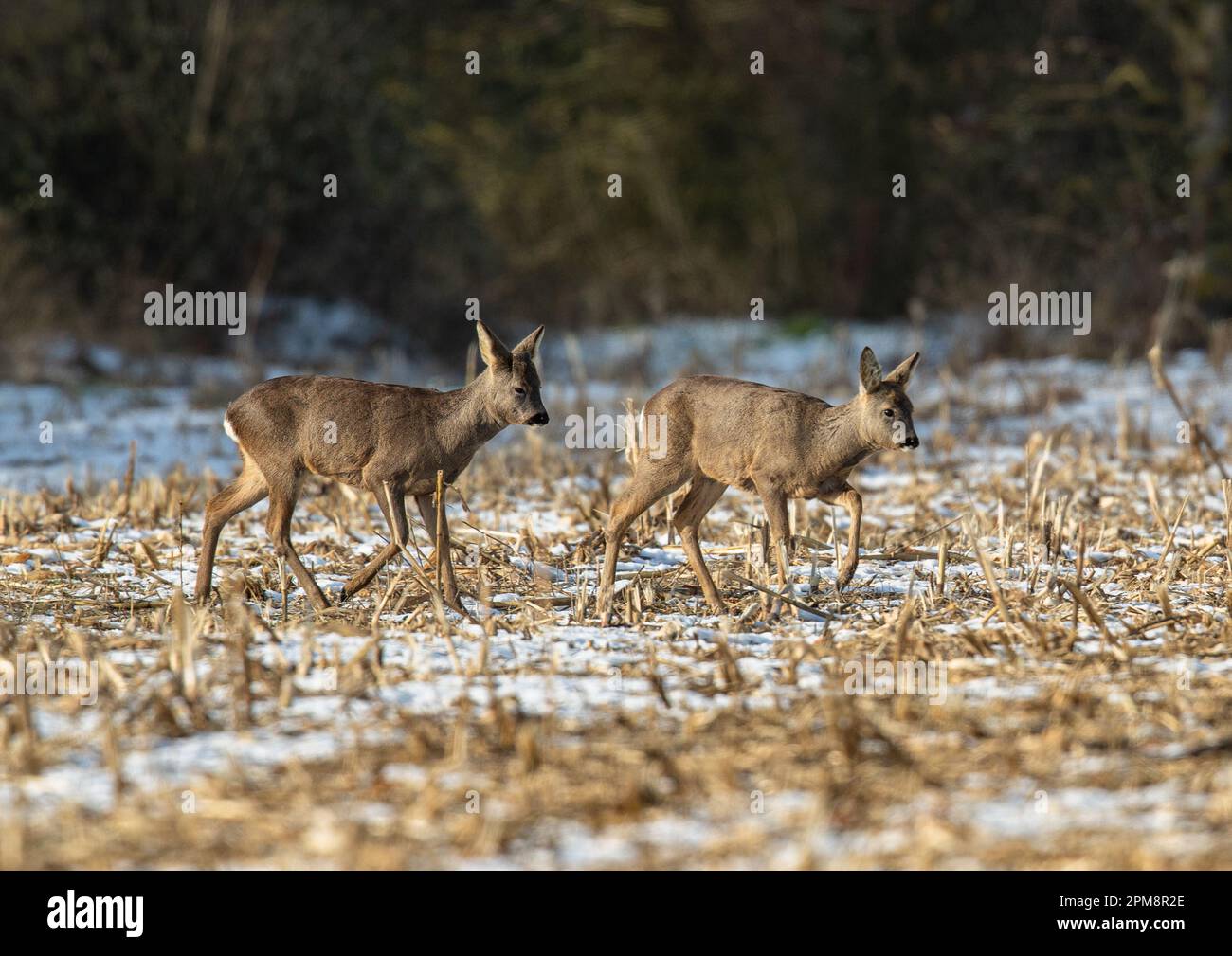 Ein Paar Roe Deer (Capreolus capreolus), der über die schneebedeckten Felder einer Suffolk Farm spaziert. UK Stockfoto