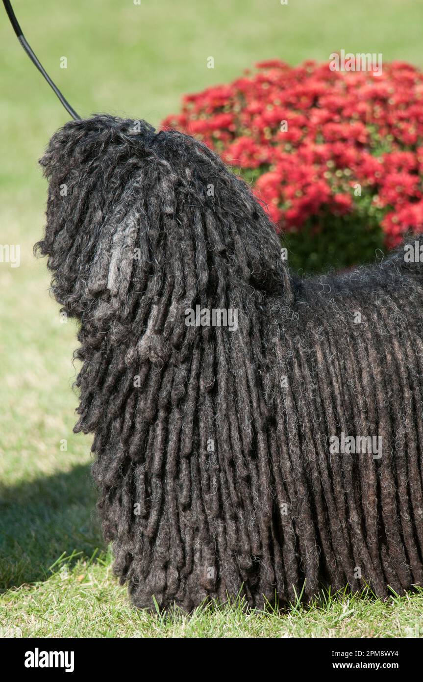 Puli-Hund mit gefrästen Haaren bei einer Hundeshow Stockfoto